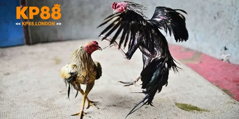 Chọn thời điểm chơi khôn ngoan tại KP88