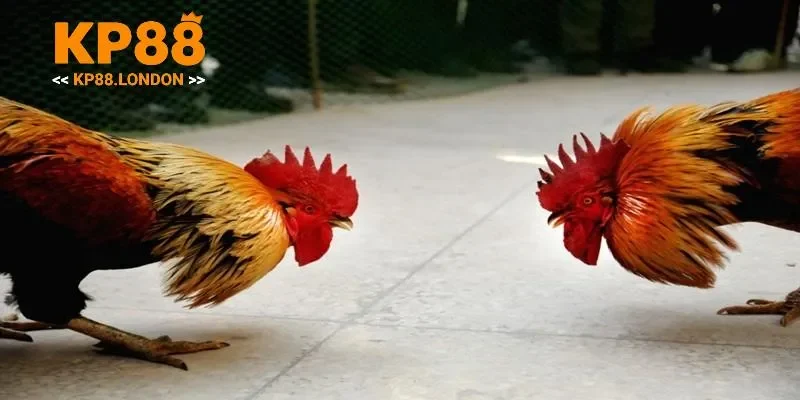 Đá gà đổi thưởng tại KP88 chơi cực mượt