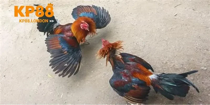 đá gà đổi thưởng