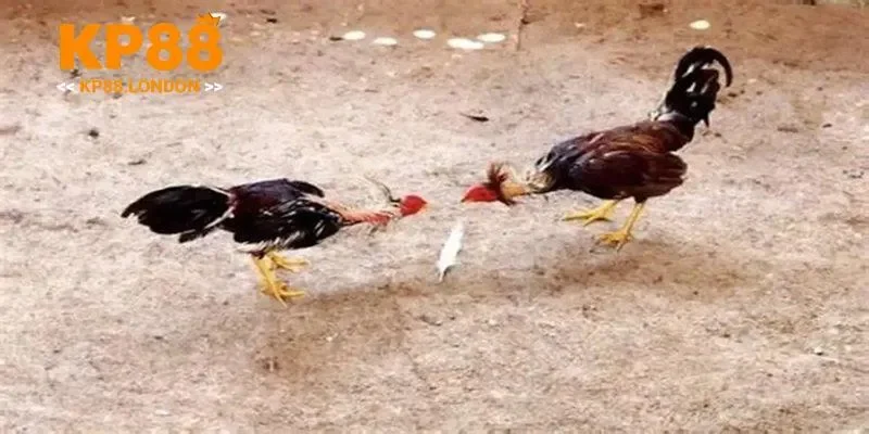 Đá gà Thomo có hình ảnh sắc nét để bạn theo dõi