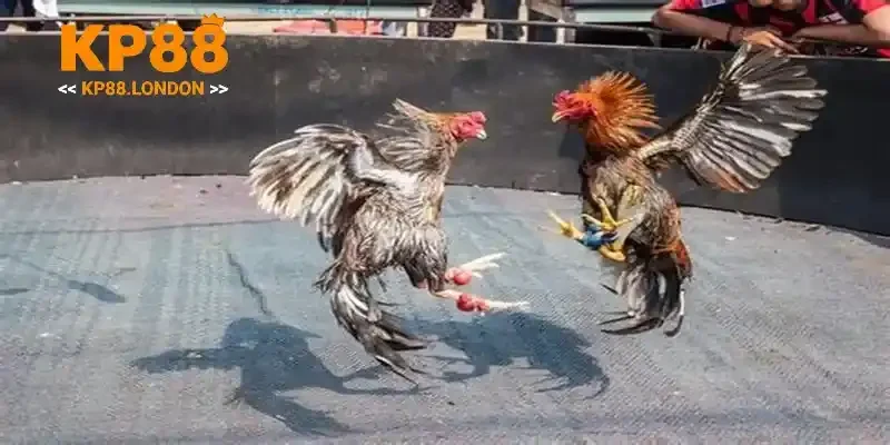 Đá gà Thomo ngày nay chơi vui và dễ dàng
