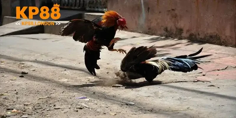Đá gà trực tuyến có thể trải nghiệm ngay tại nhà cái KP88