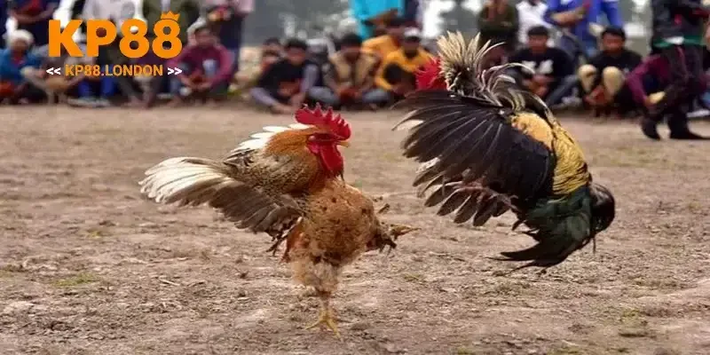 đá gà trực tuyến