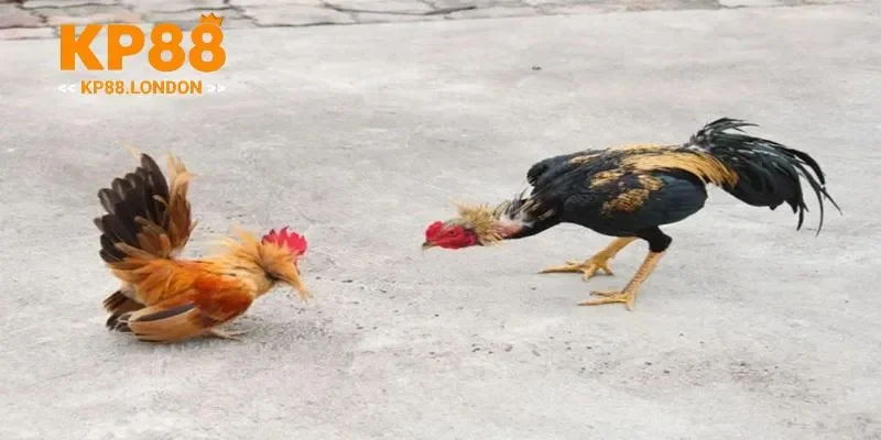 Dân chơi lâu năm rất yêu đá gà thomo