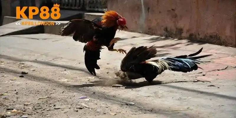 Lưu ý không thể chơi quá đà